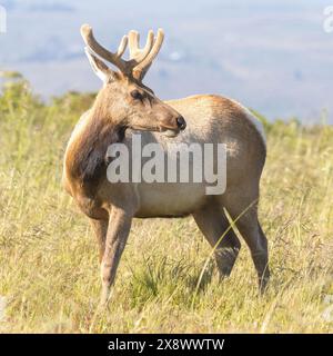 Tule Elk Buck à Tomales point, point Reyes National Seashore, Comté de Marin, Californie, États-Unis. Banque D'Images