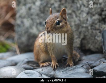 Gros plan d'un mignon chipmunk oriental perché sur des galets lisses. Banque D'Images