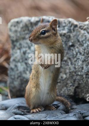 Gros plan vertical d'un mignon chipmunk oriental debout sur les pattes arrière. Banque D'Images