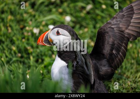 Un macareux de l'Atlantique (Fratercula arctica) étend ses ailes à Skomer, une île au large de la côte du Pembrokeshire au pays de Galles, au Royaume-Uni, célèbre pour sa faune Banque D'Images