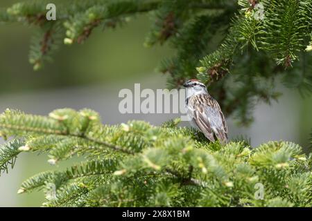 Bruant familier (Spizella passerina) Banque D'Images