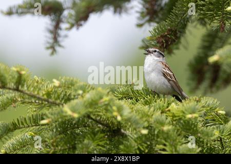 Bruant familier (Spizella passerina) Banque D'Images