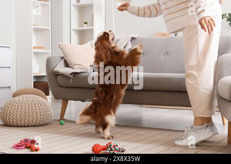 Jeune femme jouant avec l'adorable cavalier King Charles spaniel à la maison Banque D'Images