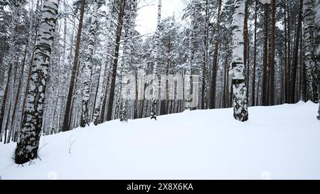 Beau paysage hivernal ensoleillé et enneigé. Support. Bouleaux et sol froid blanc. Banque D'Images