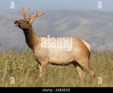 Tule Elk Buck à Tomales point, point Reyes National Seashore, Comté de Marin, Californie, États-Unis. Banque D'Images