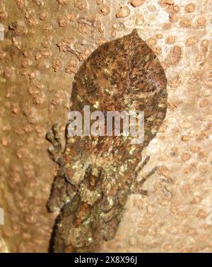 Gecko à queue feuillue nordique (Saltuarius cornutus) montrant des détails incroyables de la queue camouflée originale (non secondaire), Peterson Creek Rain Banque D'Images