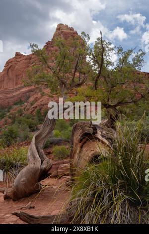 Arbres tordus et paysage spectaculaire à Devil's Kitchen à Sedona, Arizona Banque D'Images