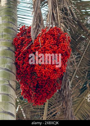 Fruit du palmier à cire Quindio (Ceroxylon quindiuense) les plus hauts des mondes poussent dans et autour du Salento - Colombie Banque D'Images