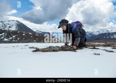 Pékin, province chinoise du Sichuan. 23 mai 2024. Nyima Lhamo cherche un champignon chenille à Shade Town, Kangding City, préfecture autonome tibétaine de Garze, province du Sichuan, au sud-ouest de la Chine, le 23 mai 2024. De début mai à fin juin chaque année, le champignon chenille entre dans sa saison de récolte à Garze. Pour les habitants, la cueillette de ce précieux champignon leur offre des emplois saisonniers et contribue à augmenter leurs revenus. Crédit : Shen Bohan/Xinhua/Alamy Live News Banque D'Images