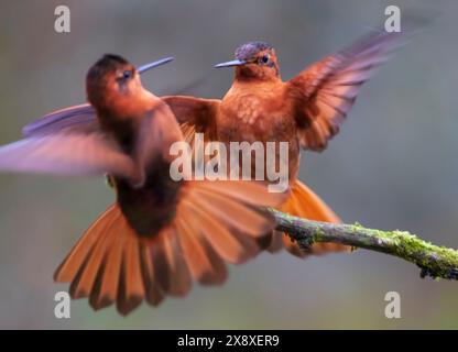 Colibris Sunbeam (Aglaeactis cupripenni) à Termales Del Ruiz Hôtel situé à 10 500 pieds dans les Andes - Colombie Banque D'Images