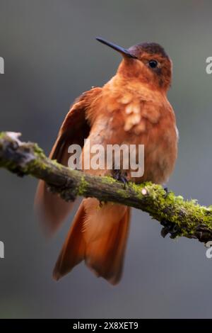 Colibris Sunbeam (Aglaeactis cupripenni) à Termales Del Ruiz Hôtel situé à 10 500 pieds dans les Andes - Colombie Banque D'Images