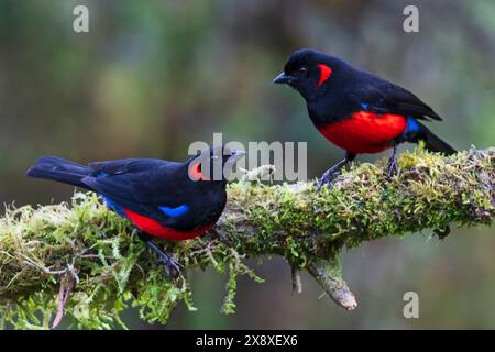 Tanager de montagne à ventre écarlate (Anisognathus igniventris) trouvé à l'hôtel Termales Del Ruiz à 10 500 pieds dans les Andes - Colombie Banque D'Images