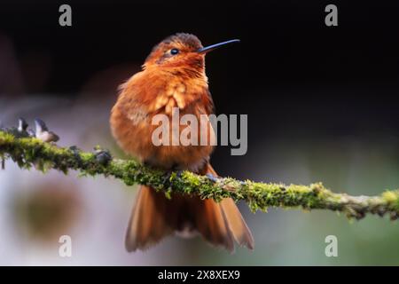 Colibris Sunbeam (Aglaeactis cupripenni) à Termales Del Ruiz Hôtel situé à 10 500 pieds dans les Andes - Colombie Banque D'Images