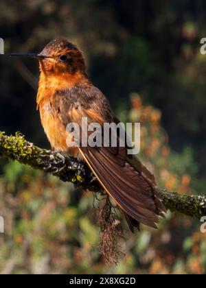 Colibris Sunbeam (Aglaeactis cupripenni) à Termales Del Ruiz Hôtel situé à 10 500 pieds dans les Andes - Colombie Banque D'Images