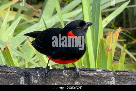 Tanager de montagne à ventre écarlate (Anisognathus igniventris) trouvé à l'hôtel Termales Del Ruiz à 10 500 pieds dans les Andes - Colombie Banque D'Images