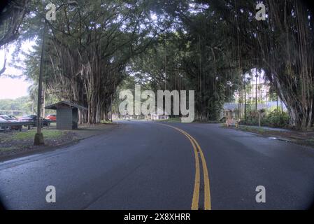 Arbres Banyan le long de la route courbe dans la lumière du soleil du matin à Hilo, Hawaï Banque D'Images