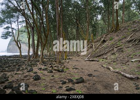 La queue de randonnée mène à la forêt de pins sur Big Island Hawaii. Banque D'Images