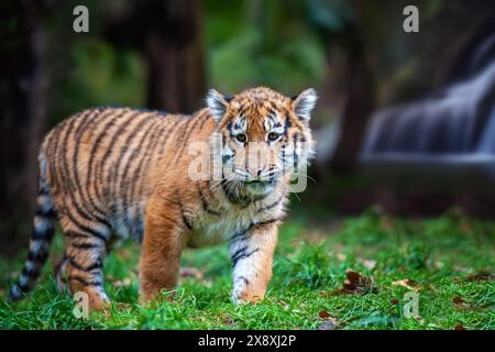 Petit tigre dans la nature. Bébé animal dans l'herbe verte sur fond de cascade. Chat sauvage dans l'habitat naturel Banque D'Images