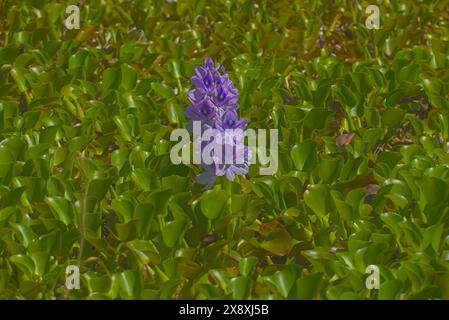 Fleur de jacinthe d'eau violette avec des feuilles vertes en arrière-plan. Banque D'Images