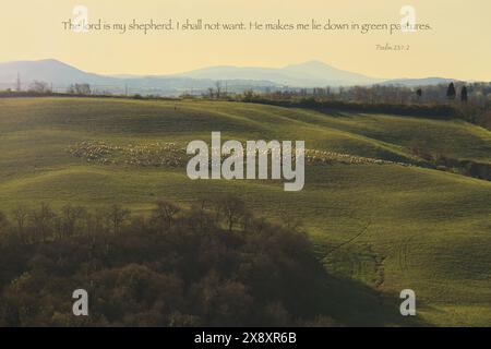 Un troupeau de moutons qui paissent dans les collines de Toscane avec le Psaume 23. Banque D'Images