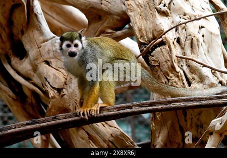 Berlin, Allemagne. 27 mai 2024. Un singe écureuil dans un enclos au zoo de Berlin. Crédit : Alina Schmidt/dpa/Alamy Live News Banque D'Images