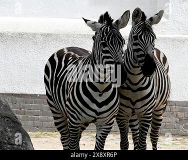 Berlin, Allemagne. 27 mai 2024. Deux zèbres traversent un enclos au zoo de Berlin. Crédit : Alina Schmidt/dpa/Alamy Live News Banque D'Images
