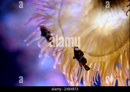 Berlin, Allemagne. 27 mai 2024. Deux poissons-clowns nagent devant une anémone dans un réservoir de l'aquarium Zoo de Berlin. Crédit : Alina Schmidt/dpa/Alamy Live News Banque D'Images