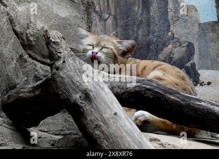 Berlin, Allemagne. 27 mai 2024. Un chat sauvage dans un enclos au zoo de Berlin. Crédit : Alina Schmidt/dpa/Alamy Live News Banque D'Images