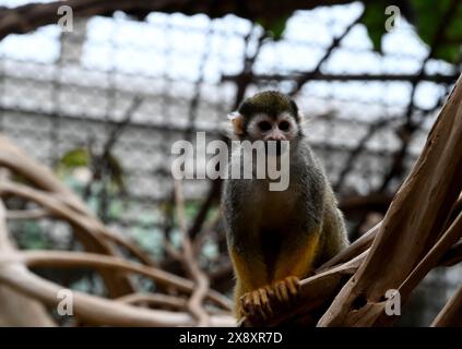 Berlin, Allemagne. 27 mai 2024. Un singe écureuil dans un enclos au zoo de Berlin. Crédit : Alina Schmidt/dpa/Alamy Live News Banque D'Images