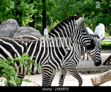 Berlin, Allemagne. 27 mai 2024. Deux zèbres traversent un enclos au zoo de Berlin. Crédit : Alina Schmidt/dpa/Alamy Live News Banque D'Images