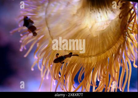 Berlin, Allemagne. 27 mai 2024. Deux poissons-clowns nagent devant une anémone dans un réservoir de l'aquarium Zoo de Berlin. Crédit : Alina Schmidt/dpa/Alamy Live News Banque D'Images