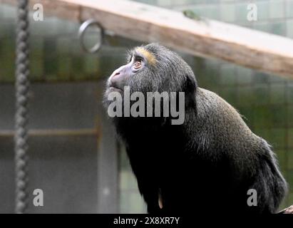 Berlin, Allemagne. 27 mai 2024. Un singe dans un enclos au zoo de Berlin. Crédit : Alina Schmidt/dpa/Alamy Live News Banque D'Images