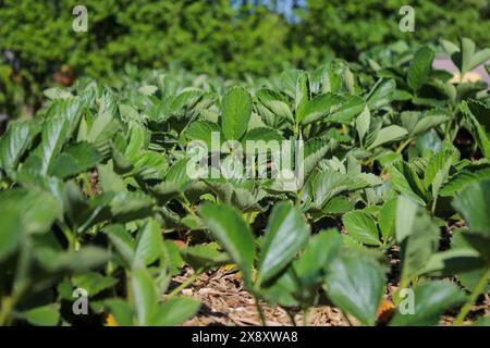 Jeunes plants de fraises poussant dans un lit dans le jardin Banque D'Images