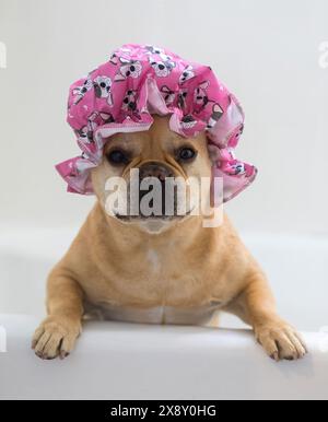 Red Tan Frenchie portant un bonnet de douche dans la baignoire. Banque D'Images