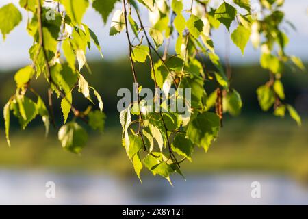 Feuilles de bouleau vert sur fond naturel flou sur une journée d'été ensoleillée. Gros plan avec mise au point sélective Banque D'Images