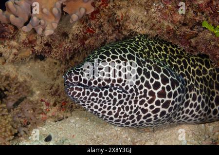 Anguille de Moray en nid d'abeille ou anguille de Moray léopard, Gymnothorax favagineus, Murenidae, Parc national marin et réserve de Watamu, Kenya, Afrique Banque D'Images