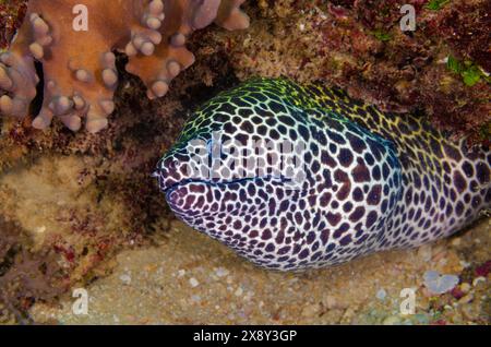 Anguille de Moray en nid d'abeille ou anguille de Moray léopard, Gymnothorax favagineus, Murenidae, Parc national marin et réserve de Watamu, Kenya, Afrique Banque D'Images