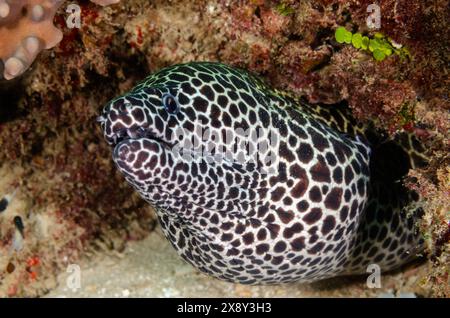 Anguille de Moray en nid d'abeille ou anguille de Moray léopard, Gymnothorax favagineus, Murenidae, Parc national marin et réserve de Watamu, Kenya, Afrique Banque D'Images