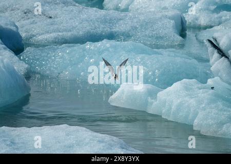 Sterne arctique (Sterna paradisaea) en vol dans la lagune glaciaire de Jokulsarlon. Islande Banque D'Images