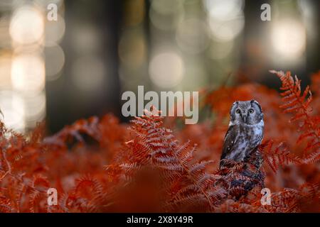 Nature d'automne, hibou dans la croissance de fougères orange. Faune de la forêt d'automne. Hibou, portrait détaillé d'oiseau dans l'habitat naturel, Allemagne. Oiseau caché dans l'orang Banque D'Images