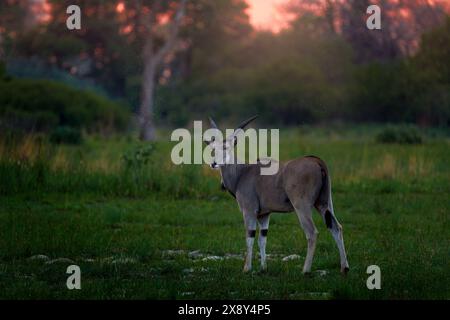 Coucher de soleil Afrique. Anthélope d'Eland, Taurotragus oryx, grand mammifère africain brun dans l'habitat naturel. Eland dans la végétation verte, rivière Khwai, Okavango dans Bots Banque D'Images