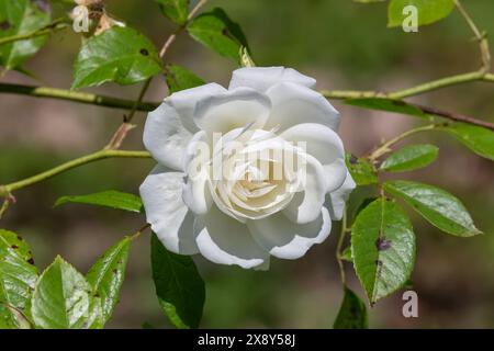 Nancy, France - vue sur une fleur blanche d'un rosa 'iceberg' dans un jardin botanique à Nancy. Banque D'Images