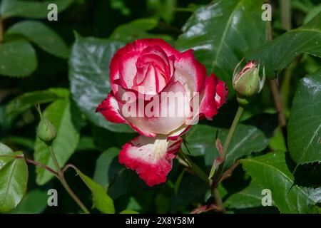 Nancy, France - vue sur une fleur rose et blanche d'une rosa 'Jubilé du prince de Monaco' dans un jardin botanique de Nancy. Banque D'Images