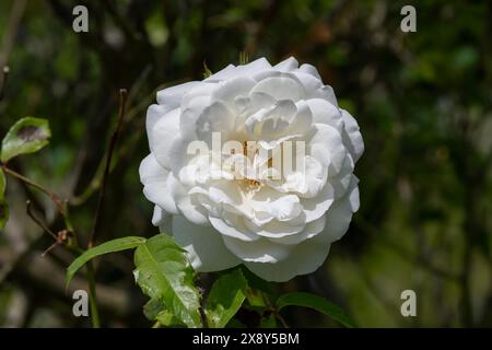 Nancy, France - vue sur une fleur blanche d'un rosa 'iceberg' dans un jardin botanique à Nancy. Banque D'Images