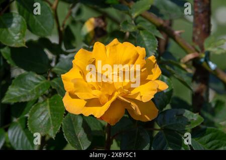 Nancy, France - vue sur une fleur jaune d'une rosa 'Goldmarie' dans un jardin botanique à Nancy. Banque D'Images