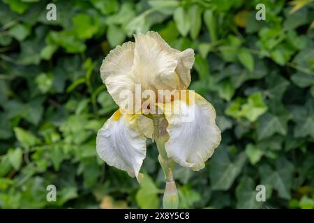 Nancy, France - vue sur une fleur blanche et beige d'Iris dans un jardin botanique à Nancy. Banque D'Images