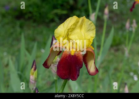 Nancy, France - vue sur une fleur jaune et Bordeaux d'Iris dans un jardin botanique de Nancy. Banque D'Images