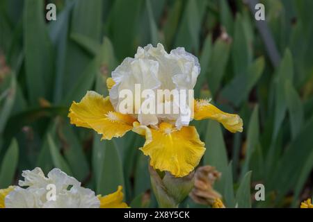 Nancy, France - vue sur une fleur jaune et blanche d'Iris 'Protocol' dans un jardin botanique à Nancy. Banque D'Images