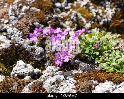 Plantes de l'alpin Erinus alpinus poussant et fleurissant sur roche de tuf Banque D'Images