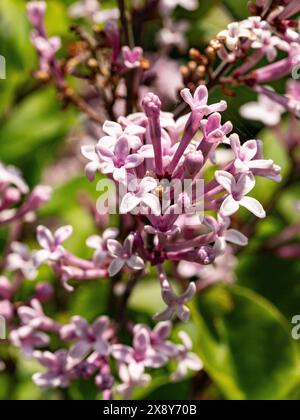 Une pointe des fleurs rose lilas pâle de Syringa meyeri 'Palibin' le lilas coréen Banque D'Images